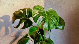 Simple Gardening Tips For Beginners Foolproof Indoor Houseplants For Low Care Spaces
