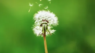 A Closer Look at a Wider Cast of Seed Dispersers Through the 186-Species Seed-Dispersal Study