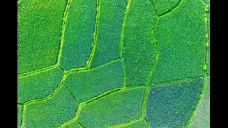 Climate-Smart Agriculture Policy Challenges in the Indo-Pacific