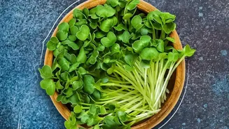 Micro-Green Harvesting Setups Enhance Kitchen Aesthetics While Delivering Fresh Nutrition On Windowsills Today