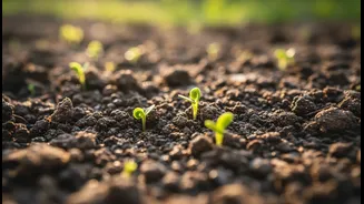 Indian Food Security Needs Better Soil Stories