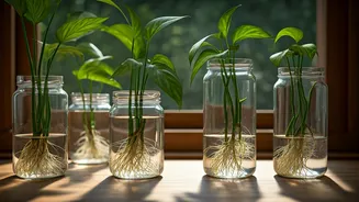 Low Maintenance Water Propagation Trend Explodes Among Aesthetic Indian Youth