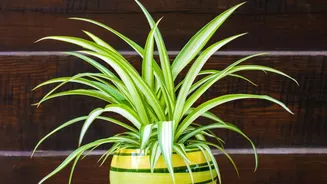 Why Ceramic Planters Can Turn Indoor Plants Into Part Of The Room Design