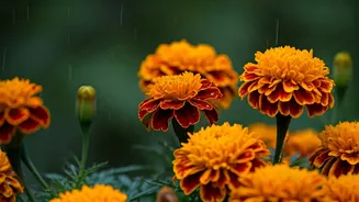 Why Designers Call Marigolds The Ultimate Monsoon Accent