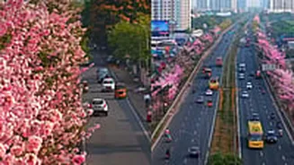 'Not Japan, But Namma Chennai': Man Captures Drone View Of City’s Rare Blooming Season Near Madhuravoyal Flyover - VIDEO
