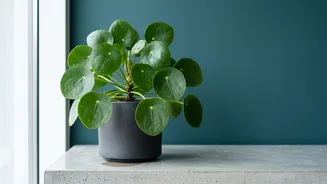 Money plant leaves hide math pattern