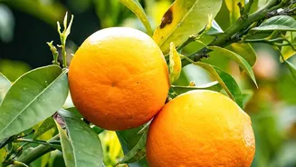 High-Ethylene Fruits Can Make Nearby Produce Ripen Faster