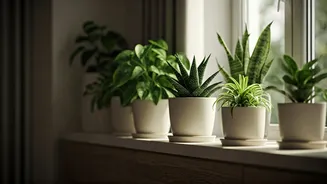 Breathe Easy & Save Big: 5 Budget-Friendly Ways to Purify Your Home Air