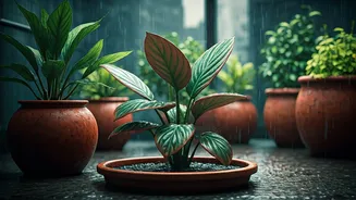 Terrace Plants Thrive When The Rains Set In