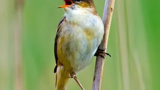 Songbird Sounds From Around the World Share Eight Broad Patterns