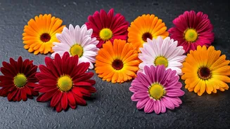 10 Blooms of November: A Floral Guide for India