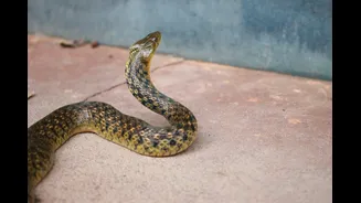How Monsoon Flooding Drives Snakes Into Indian Homes