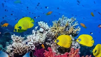 Why Identifying Heat Resilient Coral Species Is Critical For Saving Endangered Reef Ecosystems