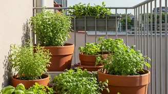 November Balcony Gardening: Essential Cool-Season Vegetables And Herbs To Plant In North India