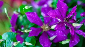 Indoor Plant Owners Should Rethink Watering Habits This Rainy Season