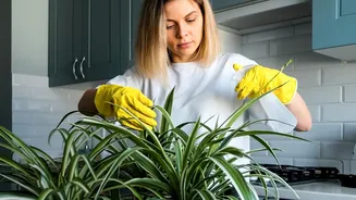 The Basic Care Routine For Potted Lemon Plants: Key Facts And Context