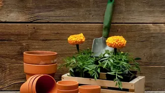 How To Prepare Soil In October For Healthy Marigold And Chrysanthemum Autumn Growth