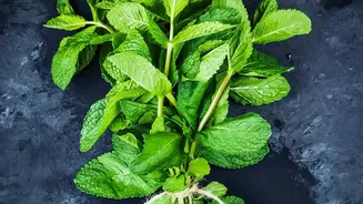 Upcycle coriander and mint stems into delicious zero waste herb oil infusions