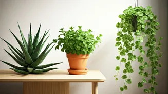 Aloe, Mint And Pothos Are Winning Apartment Corners