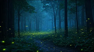 Thousands Of Fireflies Light Up India's Rainy Nights