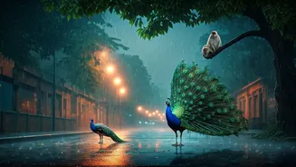 Monsoon Makes Urban Wildlife Feel More Shareable