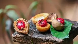Nutmeg health claims: Lab vs human reality