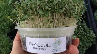 Why you must include broccoli microgreens in your diet
