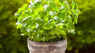 Urban Balcony Gardening Tips: Grow Fresh Basil Mint And Curry Leaves