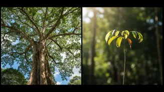 Climate Readers, Ecologists And Students Can Learn From Drought Risk Across Tall And Small Tropical Trees