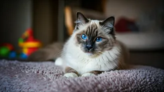Ragdoll Cats: 6 Reasons This Gentle Breed is Perfect for Families with Kids