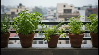 Bengaluru's Rain-Fed Planting Window: The Case for More Attention to Balcony Herbs