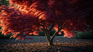 Unlock Stunning Japanese Maple Foliage: Essential May Care for Summer Beauty