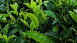 Coorg Plantation Stays Offer Relaxing Off Season Monsoon Workations For Mindful Urban Slow Travellers