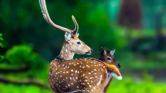 A Good Safari Leaves Animals Doing What They Were Doing Before