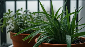 How To Protect Balcony Plants From Heavy Rain