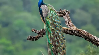 India Marks Cultural Friendship with a Five-Peacock Gift to UN Geneva