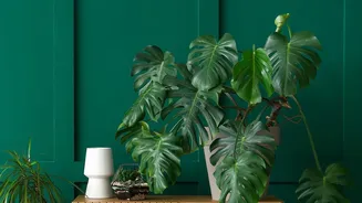 Planter Scale Should Match Both The Plant And The Furniture Around It Separates The Useful Claim From The Hype