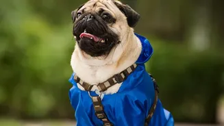 Veterinarians Explain Why Rainy-Season Pet Walks Need Extra Care This Monsoon