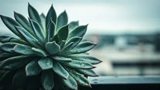 Stop Watering Balcony Succulents Until The Monsoon Humidity Levels Drop
