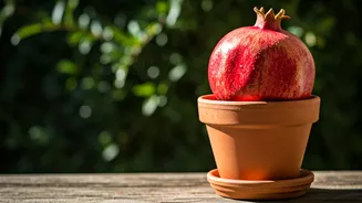 Grow Luscious Pomegranates in Pots: Your Small-Space Urban Gardening Guide