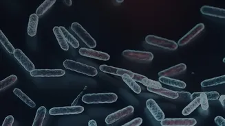 How Periodontal Bacterial Toxins Enter A Pet's Bloodstream And Attack Vital Internal Organs