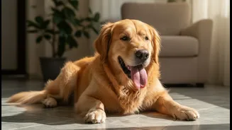Before the Next Step, Check Indoor Pet Overheating in Humid Homes and Cooling
