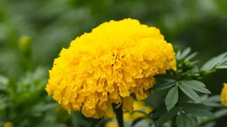 Plants That Thrive In October Simple Care For Marigolds And Chrysanthemums In Autumn