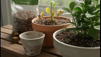 Drainage Is The Plant-Care Detail To Save