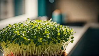How Indian Millennials Are Growing Superfood Microgreens In Kitchens