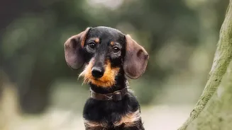 How To Care For Dog Paws After Damp Monsoon Walks To Prevent Fungal Infections Safely