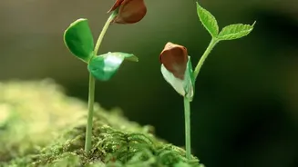 Seed Packets Can Explain Thinning After Germination
