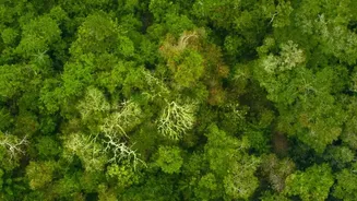 How Joint Satellite NISAR Mapping Reveals Detailed Shifts In Indian Forest Canopies