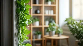 Keep Apartment Air Totally Odorless Utilizing Natural Plant Bases