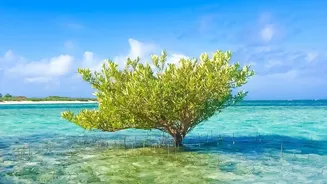 Satellite Remote Sensing Quantifies Blue Carbon Gains From Sundarbans Mangrove Replanting